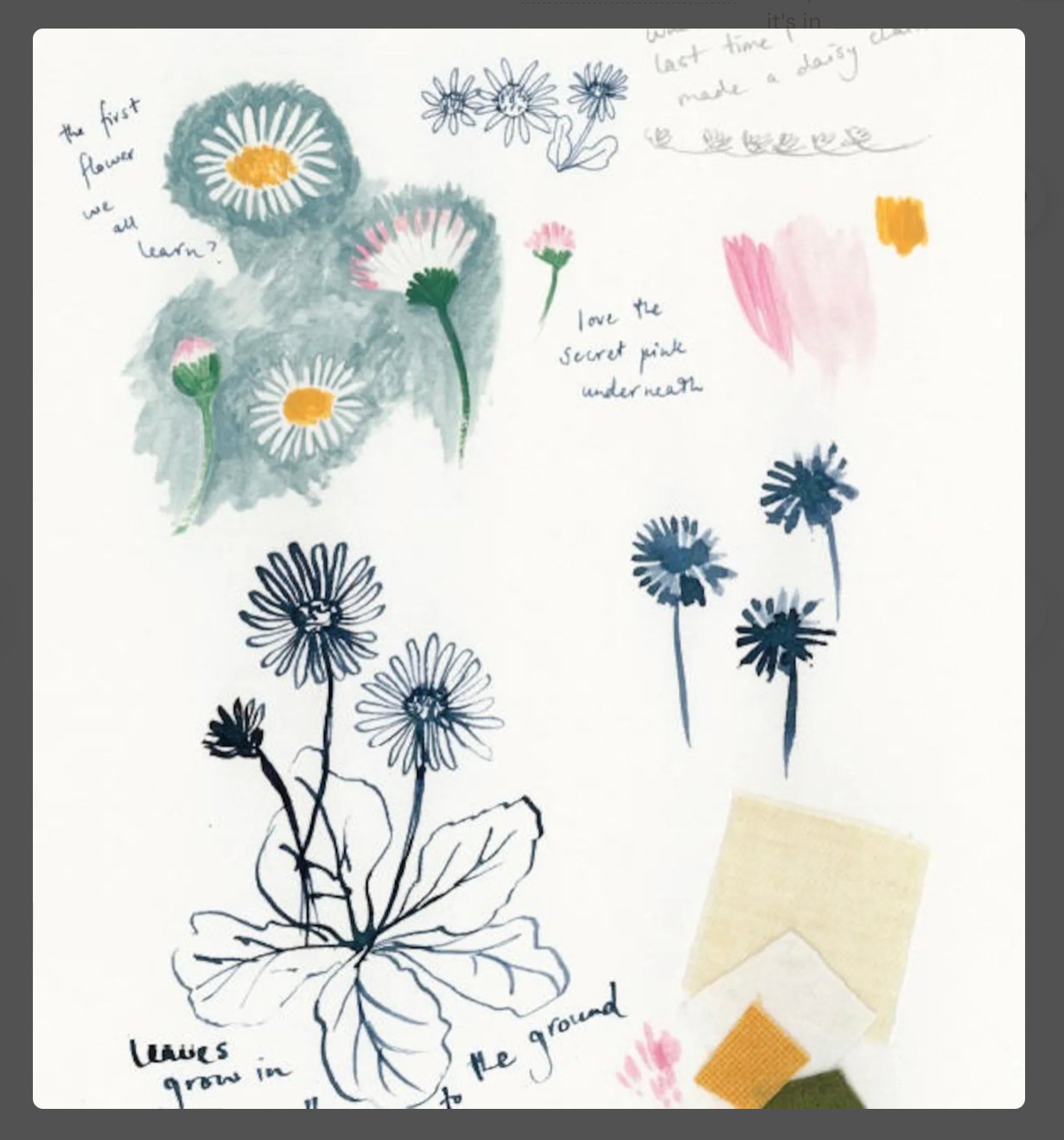 Wildflowers book by Janet Clare